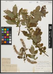 Foto von Salix silesiaca Willd.